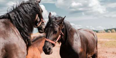 ubezpieczenie rolnicze konie